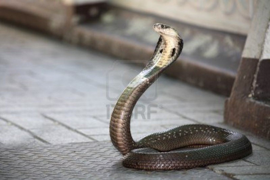 15177937-king-cobra-snake