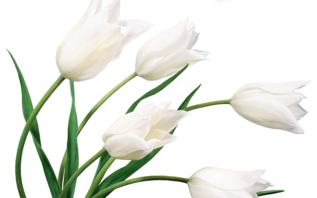 white-flower-wallpapers