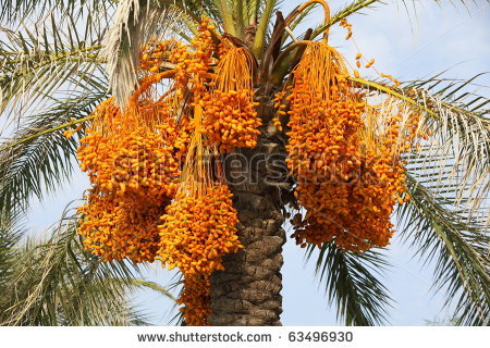 stock-photo-dates-on-a-palm-tree-63496930