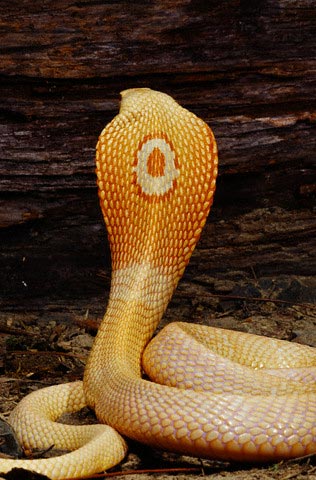 albino-monocled-cobra-big