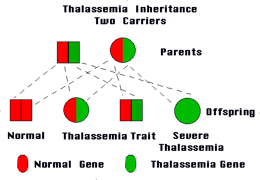 thalassemia