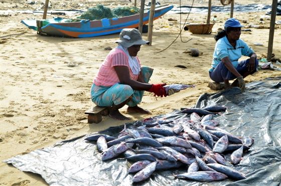 කරවල සඳහා ‘කෙලවල්ලන් ‘ මාලු සකස් කරමින් 