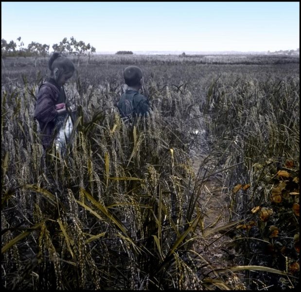 Full crop of rice , just before reaping. Lantern slide, ca.1897-1900