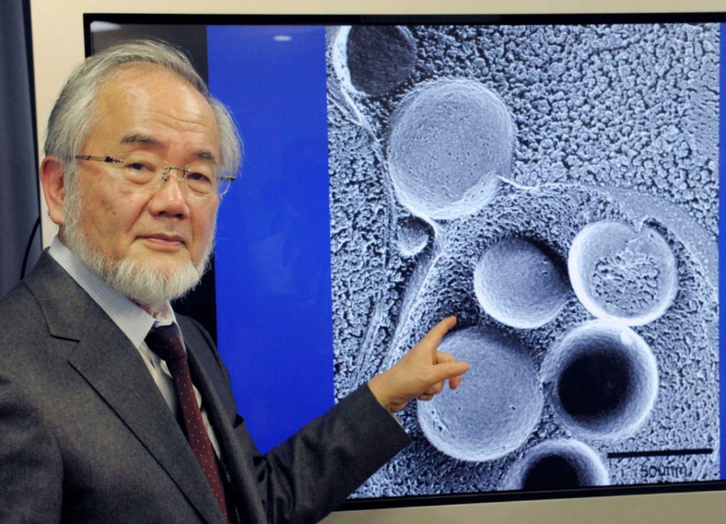 yoshinoriohsumi.jpg.size.custom.crop.1086x784