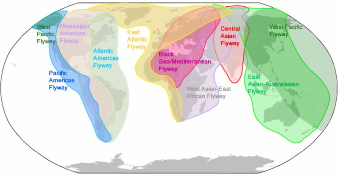 Main-international-flyways_690