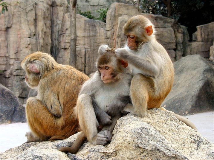 ජපානයට ආවේනික Rhesus macaque වදුරන්