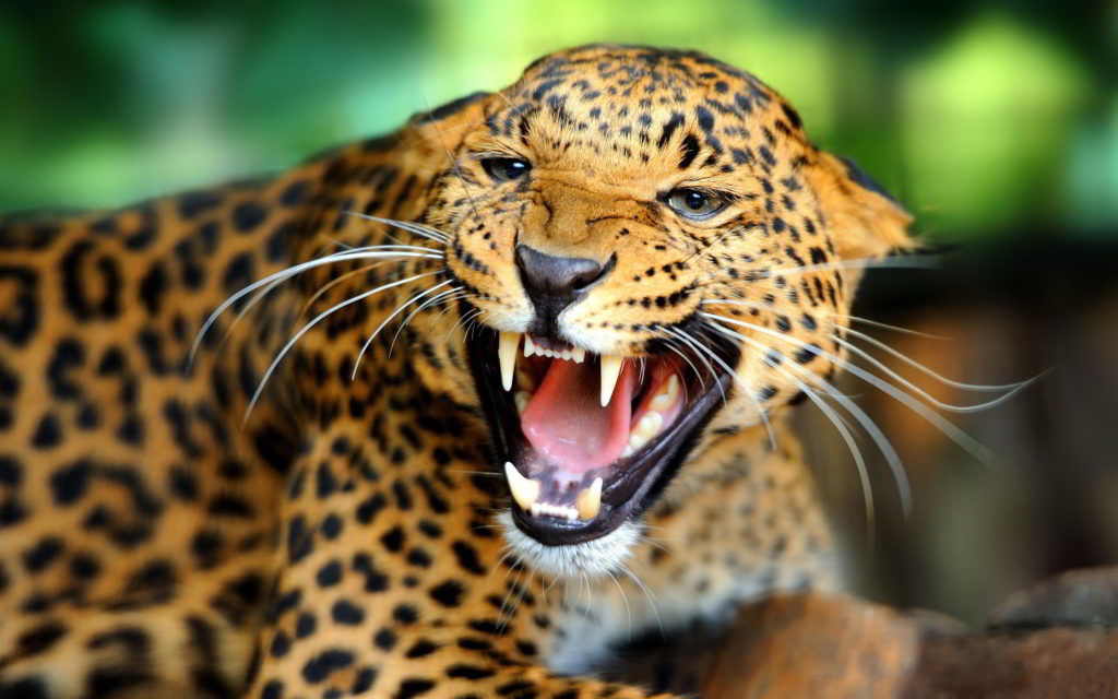 leopard-angry_1