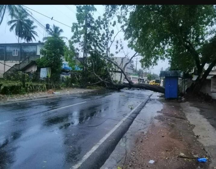 Akkarapanaha tree fall