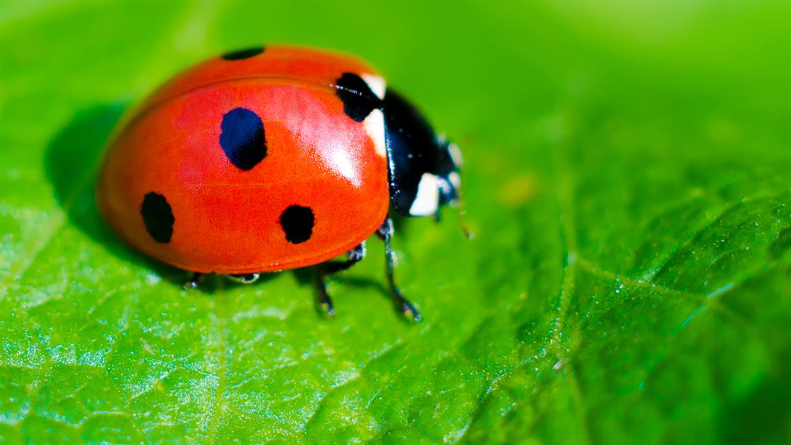 ladybug-leaf