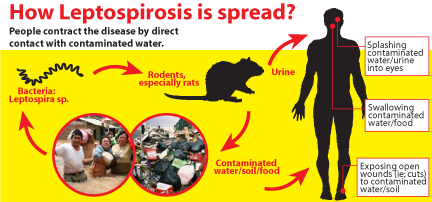 leptospirosis-spread