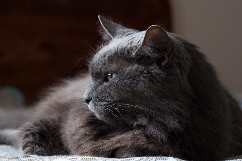 cat-whisperers-nationalgeographic_2329359