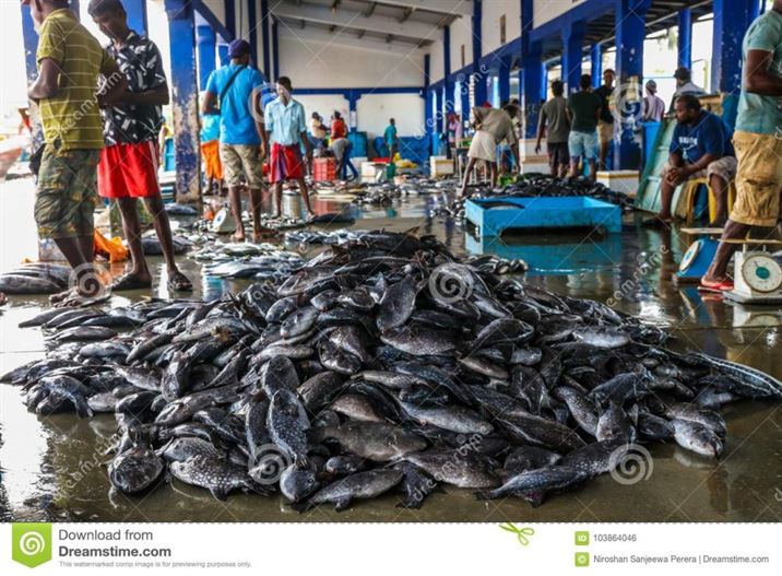 tuna-fish-fishing-market-beruwala-harbour-sri-lanka-tuna-fish-fishing-market-beruwala-harbor-sri-lanka-cut-cleaned-103864046